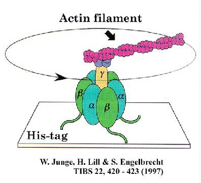 ATPase tethered