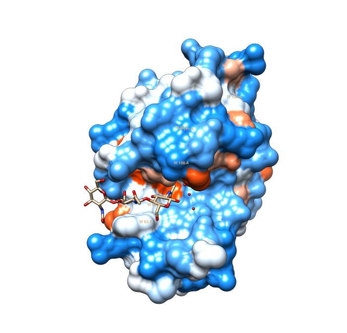 hydrophobic surface of 1HEW