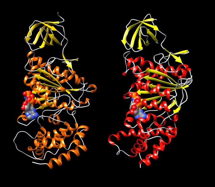 F-ATPase catalytic and non-catalytic subunit