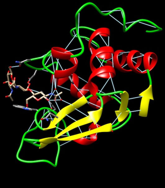 HBonds in 1HEW